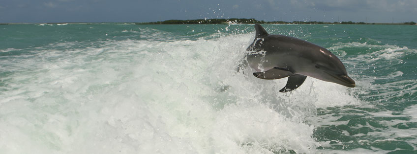 a dolphin bursts out of a wave