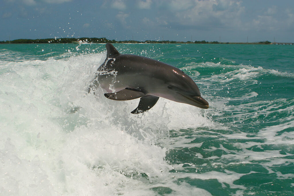 dolphin jumping out of the water