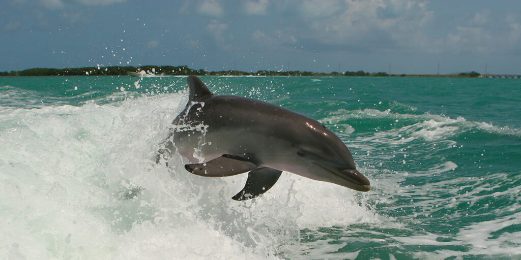 8 Local Dolphin Facts in St. Augustine