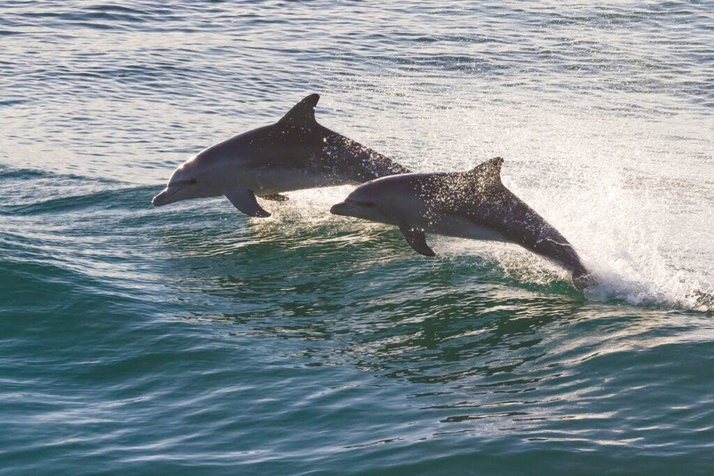 Dolphin Watching and Boat Cruises