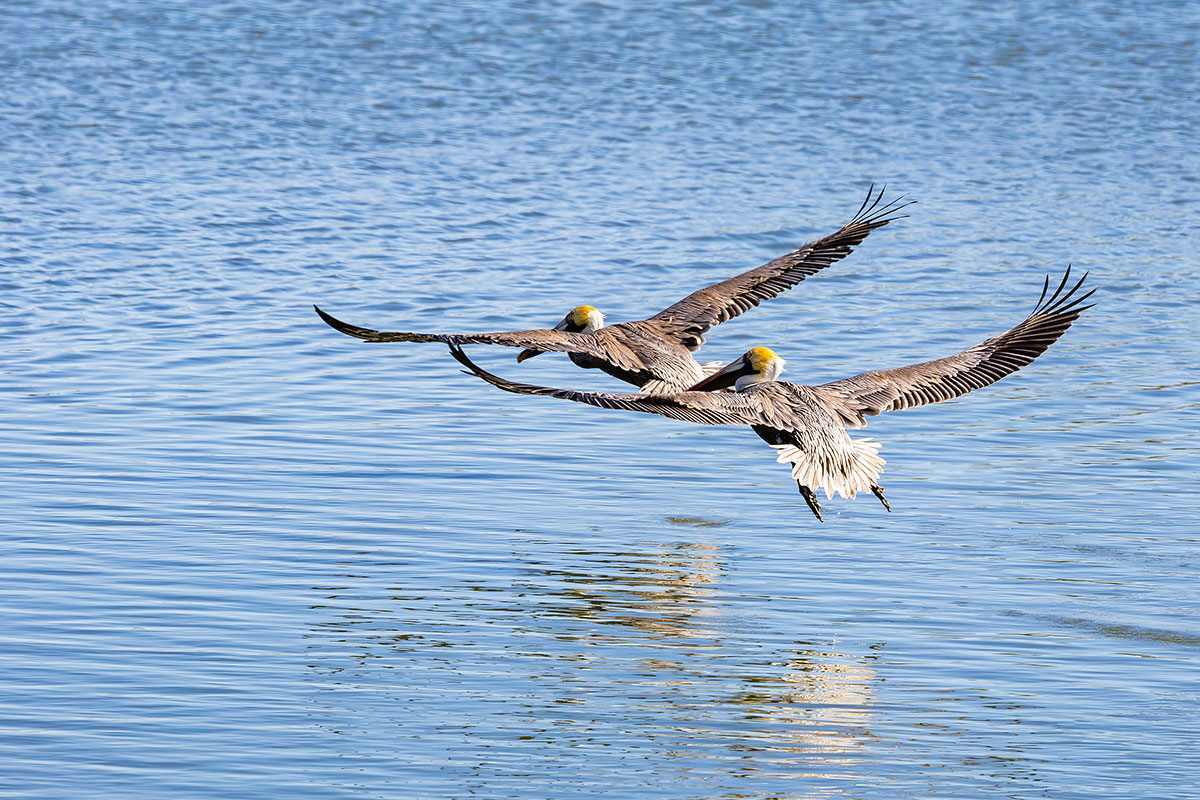 Scenic kayak tour and eco-cruise with Fury Water Adventures