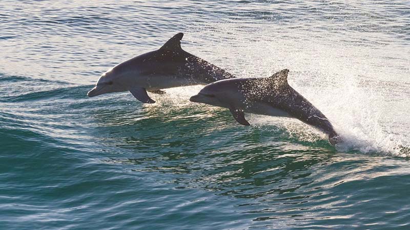 2-dolphins-jumping-(1)