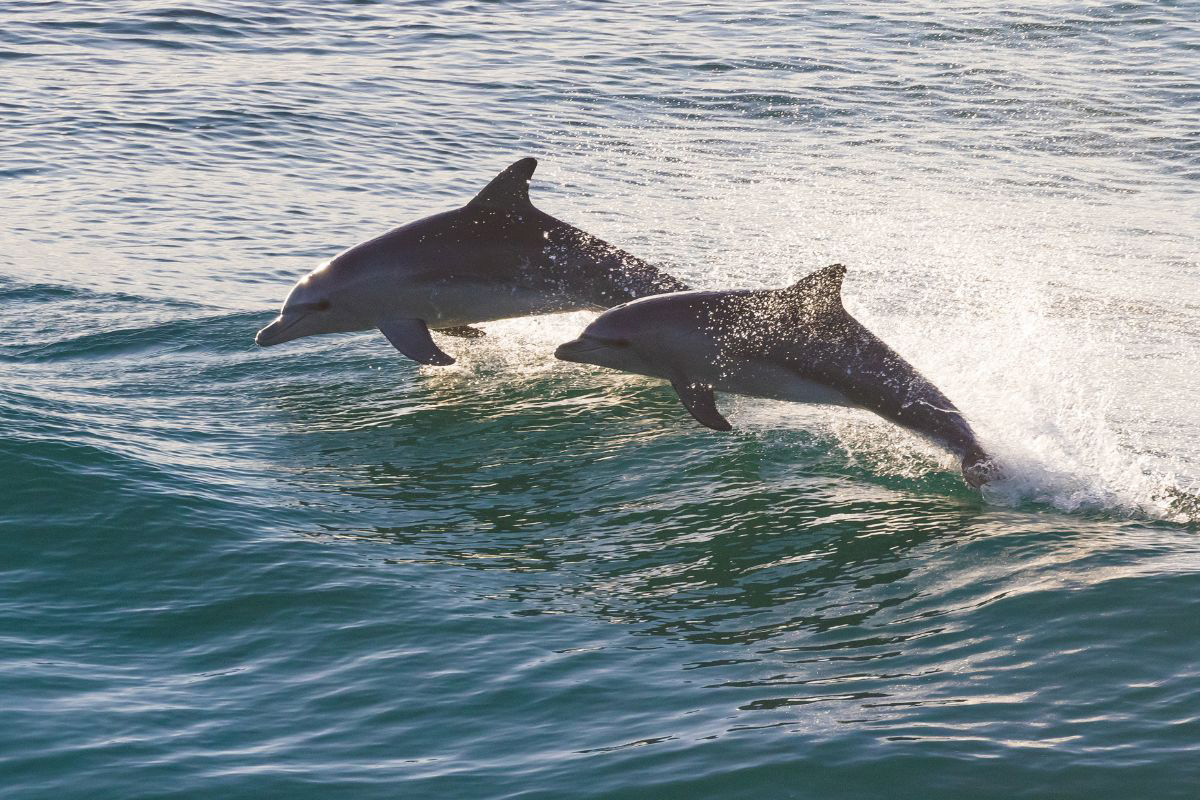 2 dolphins jumping