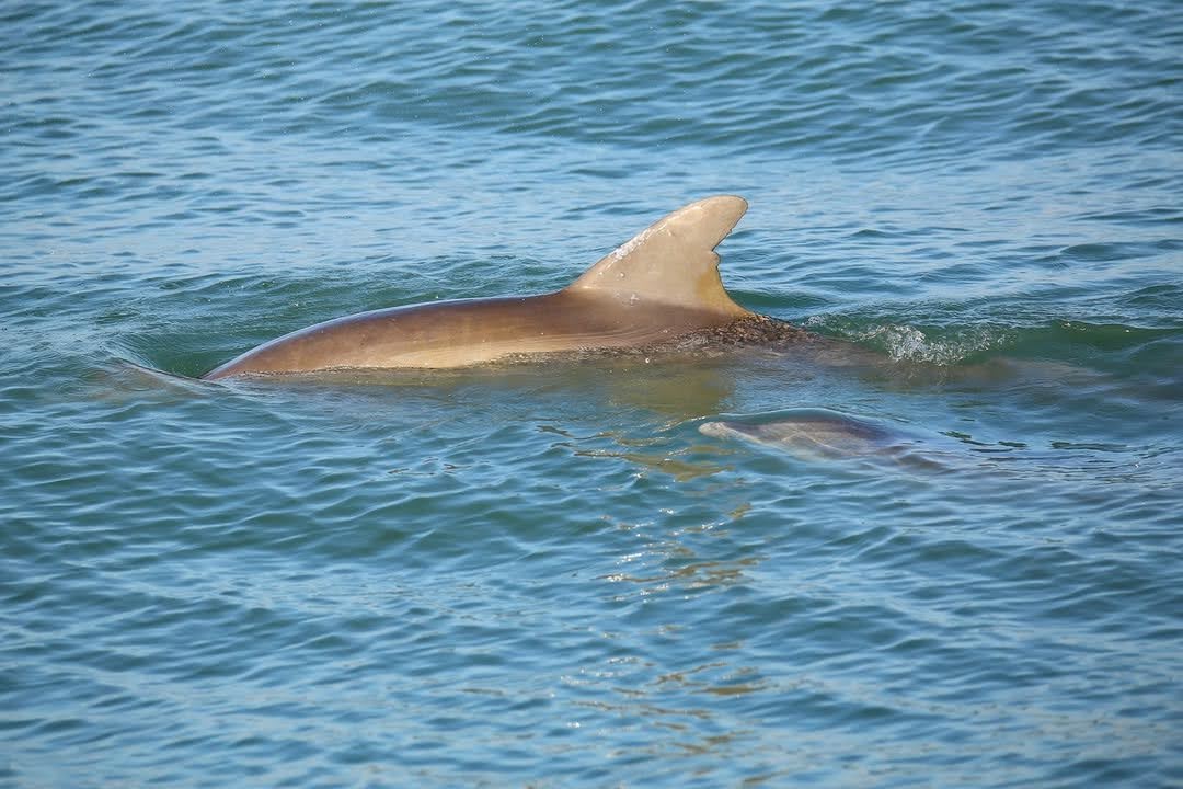 St. Augustine's Marine Life