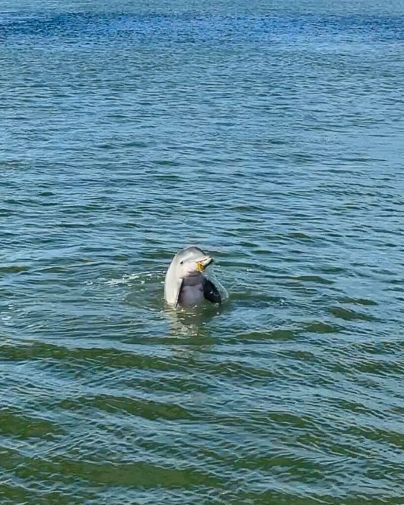 Dolphin Watch Adventure St. Augustine