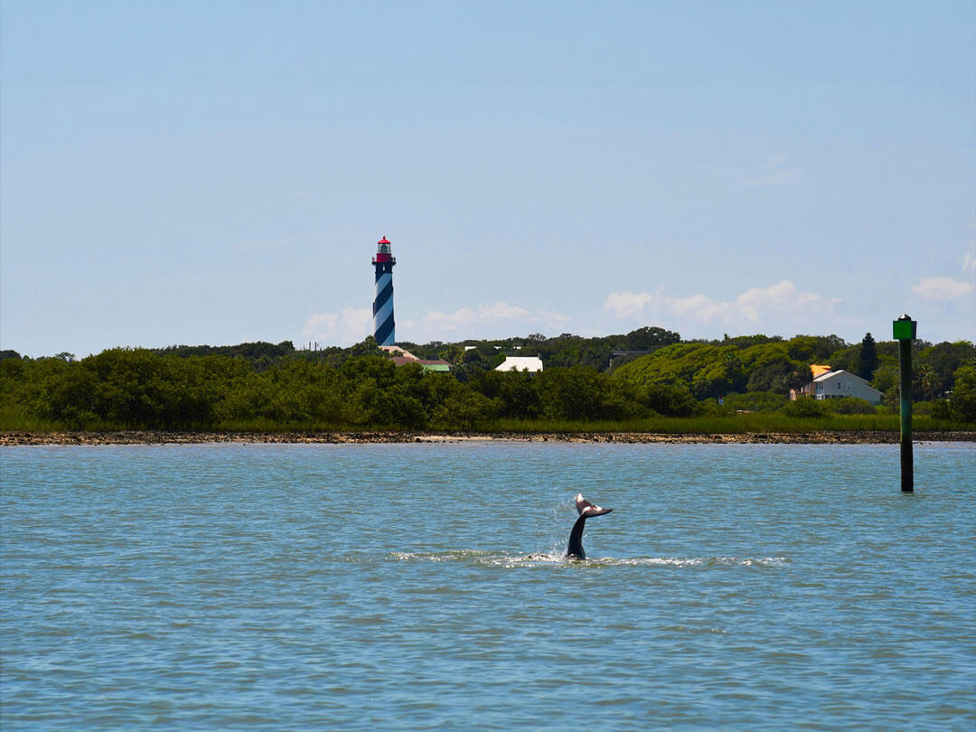 A dolphin's tail breaks the surface of calm coastal water with the iconic black-and-white spiral-striped St. Augustine Lighthouse visible in the background under a clear blue sky.