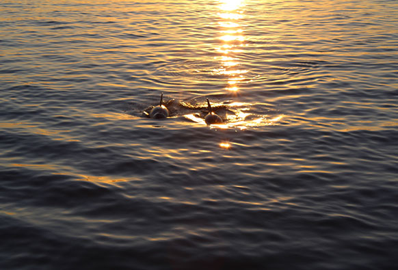 dolphin