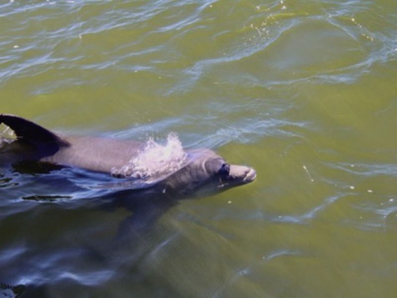 Dolphin-Sunset-Cruise-1