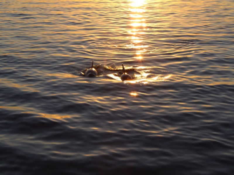 Dolphin-Sunset-Cruise-6