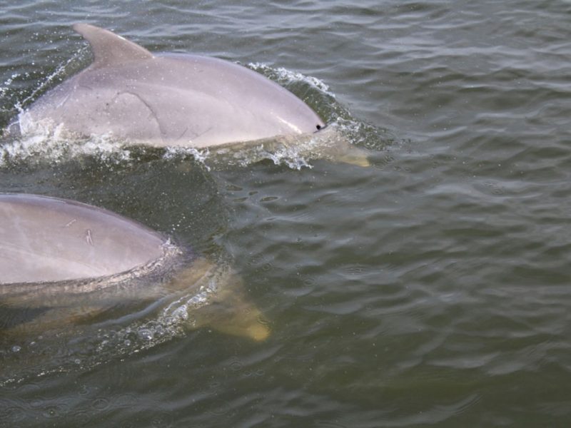 Dolphin-Sunset-Cruise-8