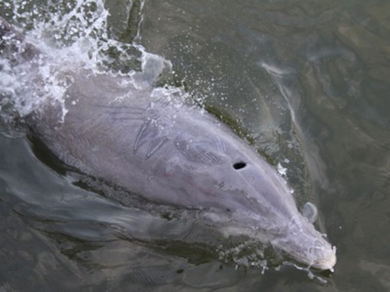 Dolphin-Sunset-Cruise-9
